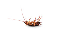 Dead Cockroach On White
