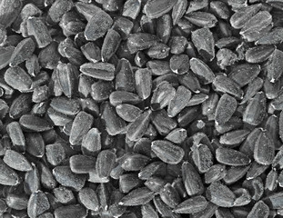 Sticker - Black sunflower seeds.