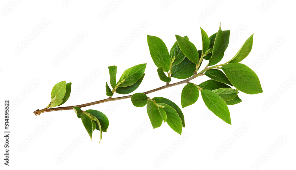 Spring twig with green leaves - obrazy, fototapety, plakaty 