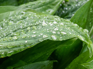 Wall Mural - green leaf texture with dew drops, close-up view