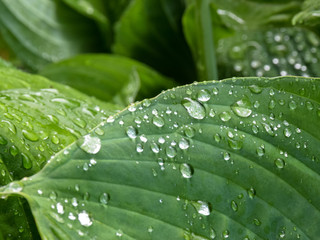 Wall Mural - green leaf texture with dew drops, close-up view