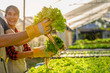 © Garun Studios - agriculture, gardener, farm, harvest, vegetable, technology concept. The gardener harvesting lettuce at vegetable growing house in morning..