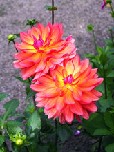 Closeup Of Flaming Multicolored Orange, Yellow And Pink Double Blooming Dahlias And Green Leafs Background