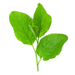 Wall Mural - Plum leaves isolated on white background, full depth of field.