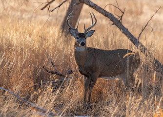 Wall Mural - A White-tailed Deer Buck on the Plains of Colorado in Autumn