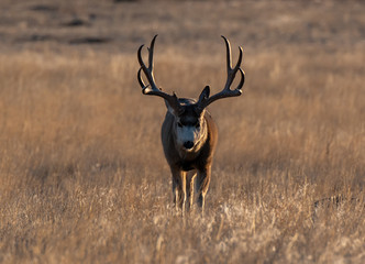 Wall Mural - A Large Mule Deer Buck on the Plains of Colorado