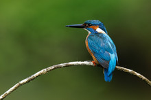 Kingfisher (alcedo Atthis) In Natural Habitat