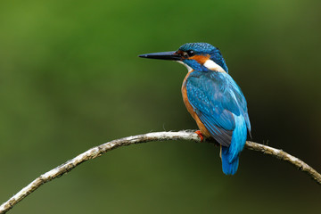 kingfisher (alcedo atthis) in natural habitat