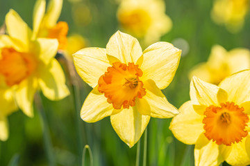 Wall Mural - Blossom Spring Daffodil Flowers Cloes Up