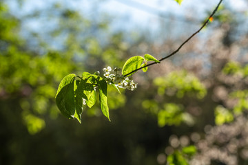 Wall Mural - Cherry Tree Branch with Blossom Flowers