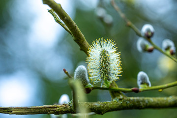 Wall Mural - Fluffy Catkins on Tree Branch at Spring  Close Up