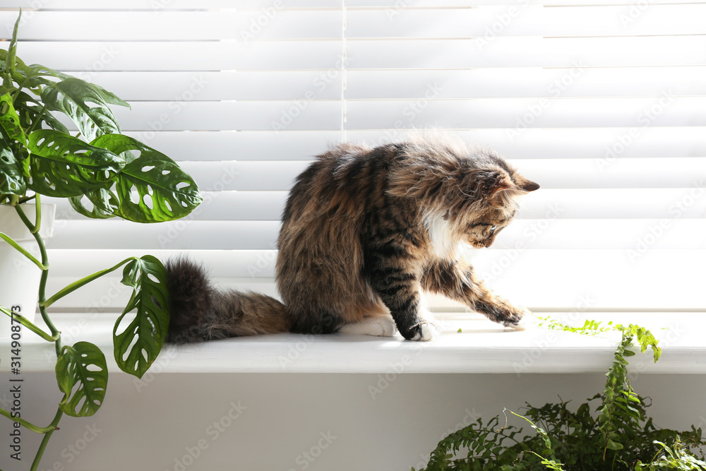 Adorable cat and houseplants on window sill at home - obrazy, fototapety, plakaty 