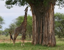 Giraffe Eating From Baobab Tree In Serengeti, Tanzania, Africa