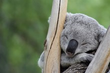 Koala (Phascolarctos Cinereus) Sleeping Between Branches With Unfocused Vegetation Background