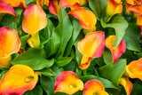 Fototapeta Tulipany - Bouquet of multicolored calla lilies. Floral pattern