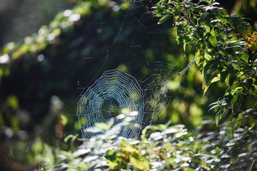 Wall Mural - Cobwebs on the grass and branches of trees. The web grid is illuminated by the morning sunlight