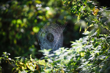 Wall Mural - Cobwebs on the grass and branches of trees. The web grid is illuminated by the morning sunlight