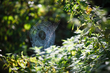 Wall Mural - Cobwebs on the grass and branches of trees. The web grid is illuminated by the morning sunlight
