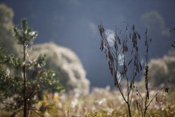 Wall Mural - Cobwebs on the grass and branches of trees. The web grid is illuminated by the morning sunlight