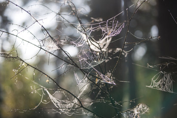 Wall Mural - Cobwebs on the grass and branches of trees. The web grid is illuminated by the morning sunlight