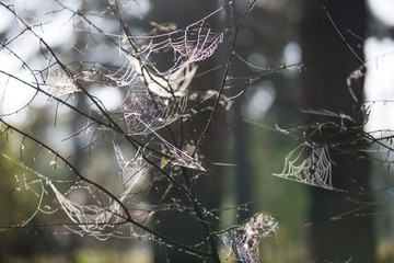 Wall Mural - Cobwebs on the grass and branches of trees. The web grid is illuminated by the morning sunlight