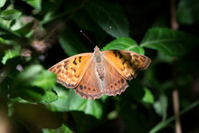 Butterfly 2019-201 / Hackberry Emperor Butterfly (Asterocampa Celtis)
