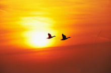 Brace Of Mallards In Flight At Sunset 