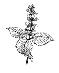 Flower and leaves Perilla frutescens (also known as Korean perilla, Shiso, Chinese basil, blueweed, silam). Black and white outline illustration hand drawn work isolated on white.