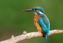 Kingfisher (Alcedo Atthis) Close Up