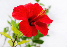 Red Hibiscus Flower With Petals And Green Leaves In The Garden