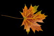jesienny liść klonu