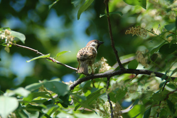 sparrow on a branch