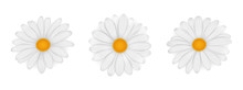 Chamomile. Daisy. Vector Realistic Flowers Isolated On White Background.