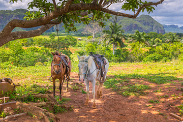 Two saddled horses at a tree on a tobacco farm in Viñales, Cuba