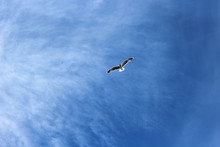 Seagull Flying In The Sky