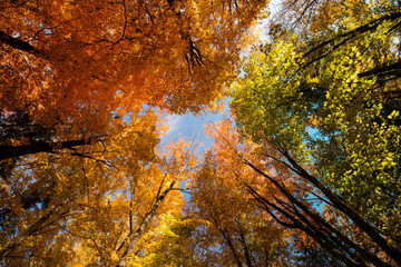 Wheel of colors from trees in New England at fall