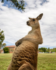 Wall Mural - Friendly kangaroo, Australia