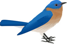 Vector Eastern Bluebird (Sialia Sialis)