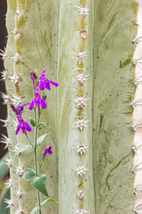 Flower and Cactus 