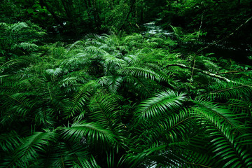 Tropical fern bushes background lush green foliage in the rain forest with nature plant tree and waterfall stream river - Green leaf floral backdrops well as tropical and jungle themes amazon forest