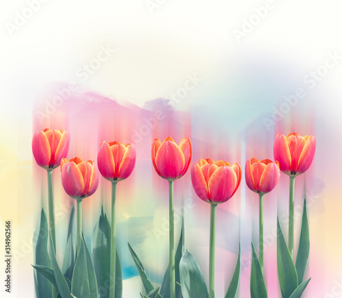 tulip flowers in a row
