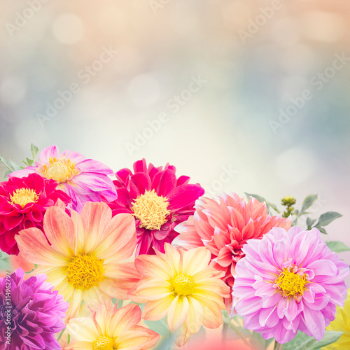 Dahlia Flowers Bloom in The Garden