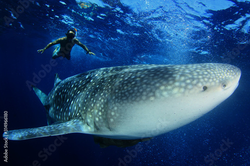 Snorkeling with large Whale Shark Wallpaper Mural