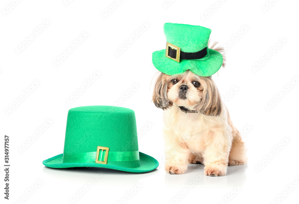 Cute dog with green hat on white background. St. Patrick's Day celebration