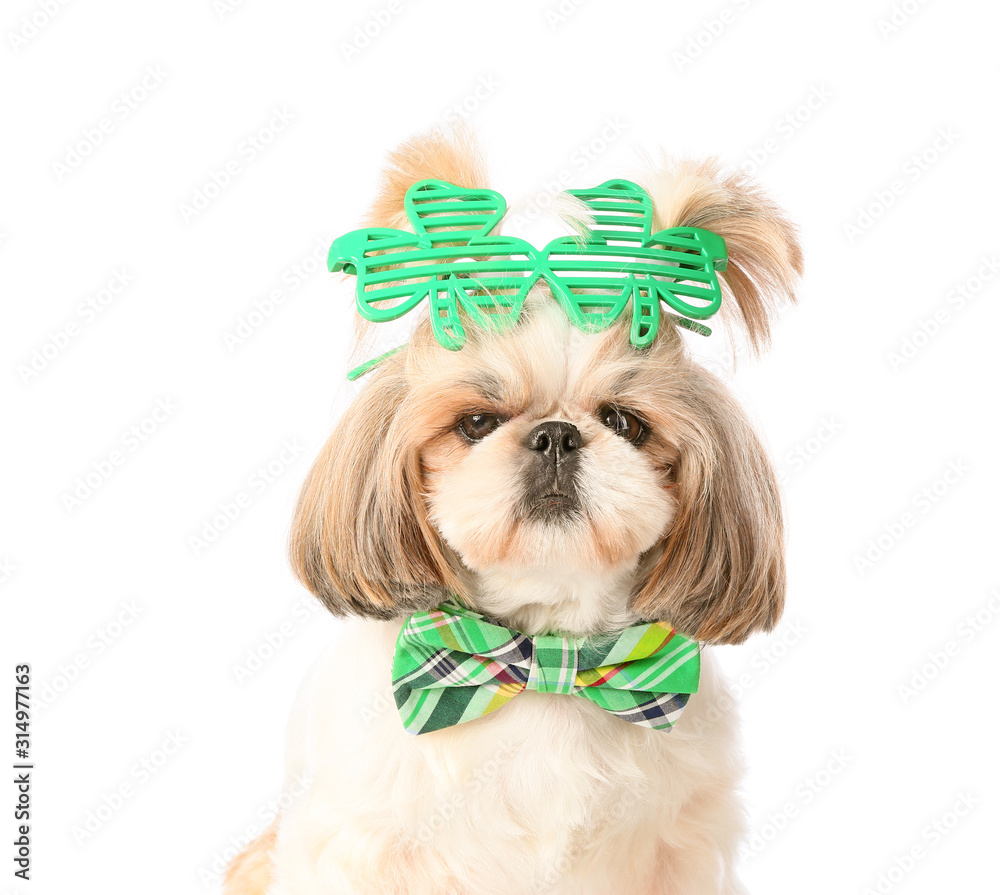 Cute dog on white background. St. Patrick's Day celebration