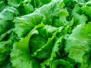 Wall Mural - farm with iceberg lettuce plantation