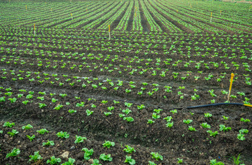 farm with iceberg lettuce plantation