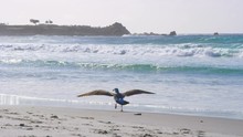 Seagull Lands On The Beach And Walks As Waves Crash In The Background R3D