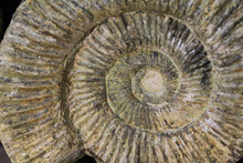 Ammonite Fossil Texture