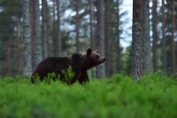 Wall Mural - brown bear in forest at night